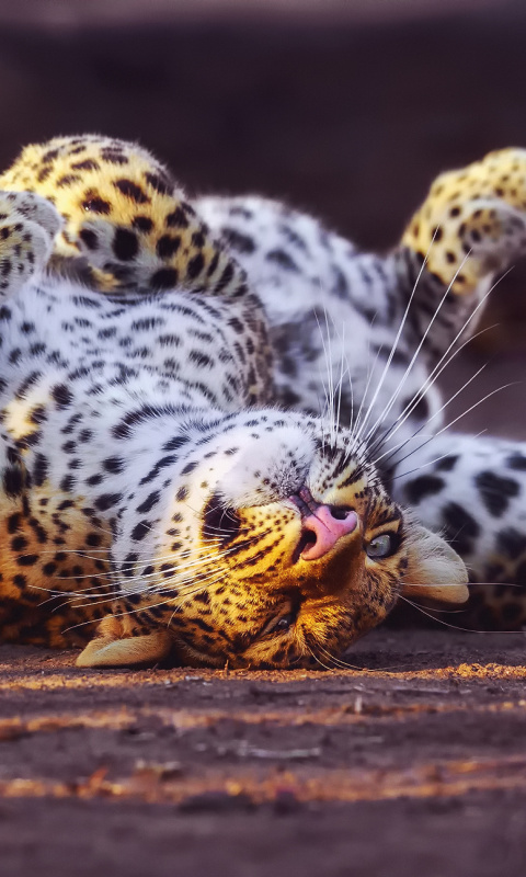 Обои Leopard in Zoo 480x800