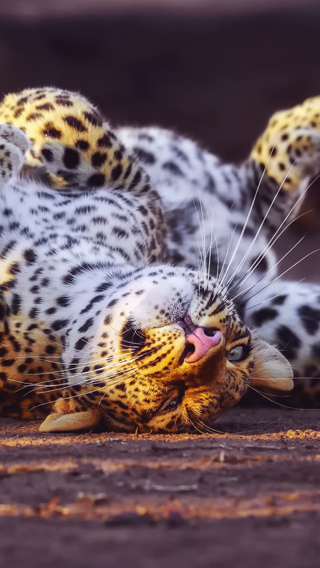 Обои Leopard in Zoo 640x1136