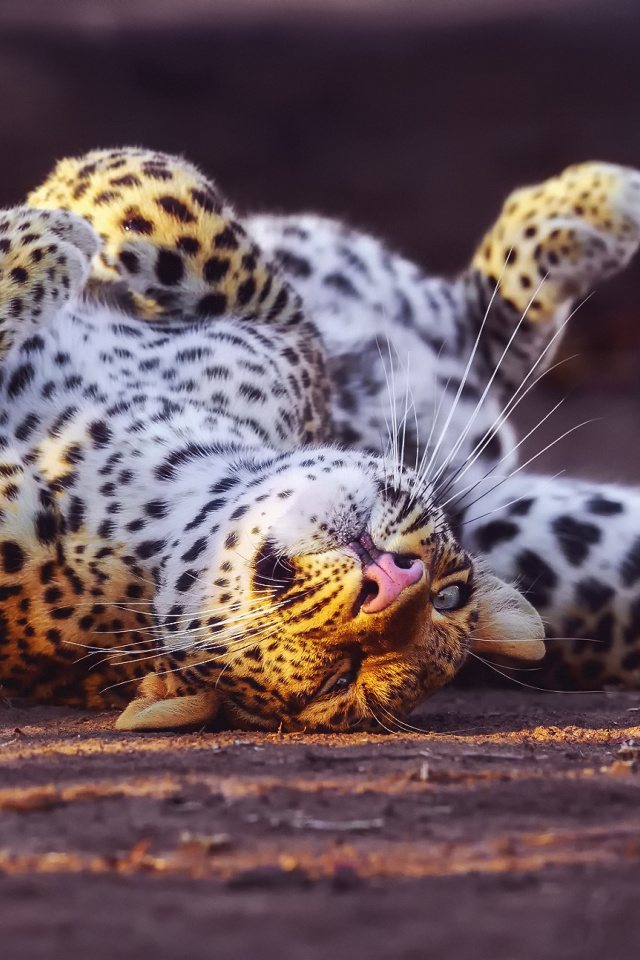 Leopard in Zoo wallpaper 640x960