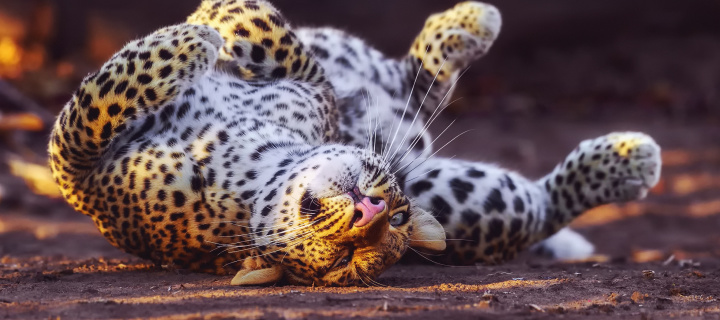 Screenshot №1 pro téma Leopard in Zoo 720x320