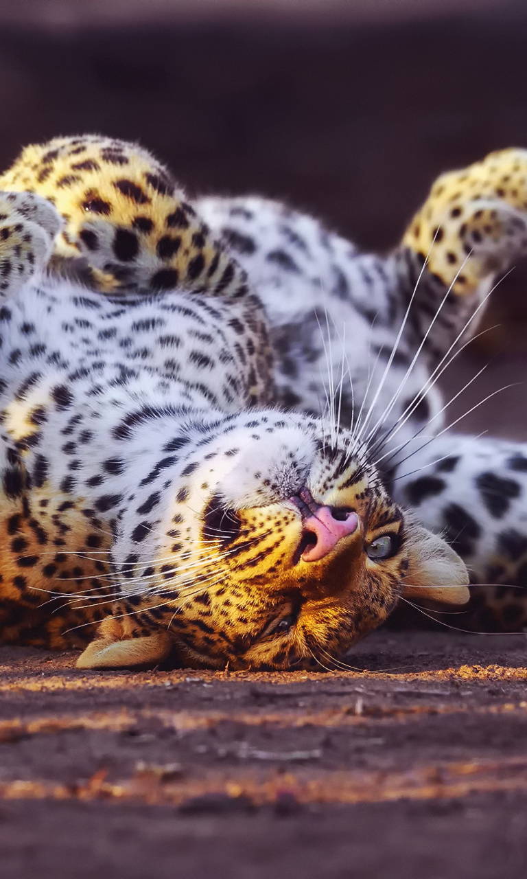 Das Leopard in Zoo Wallpaper 768x1280