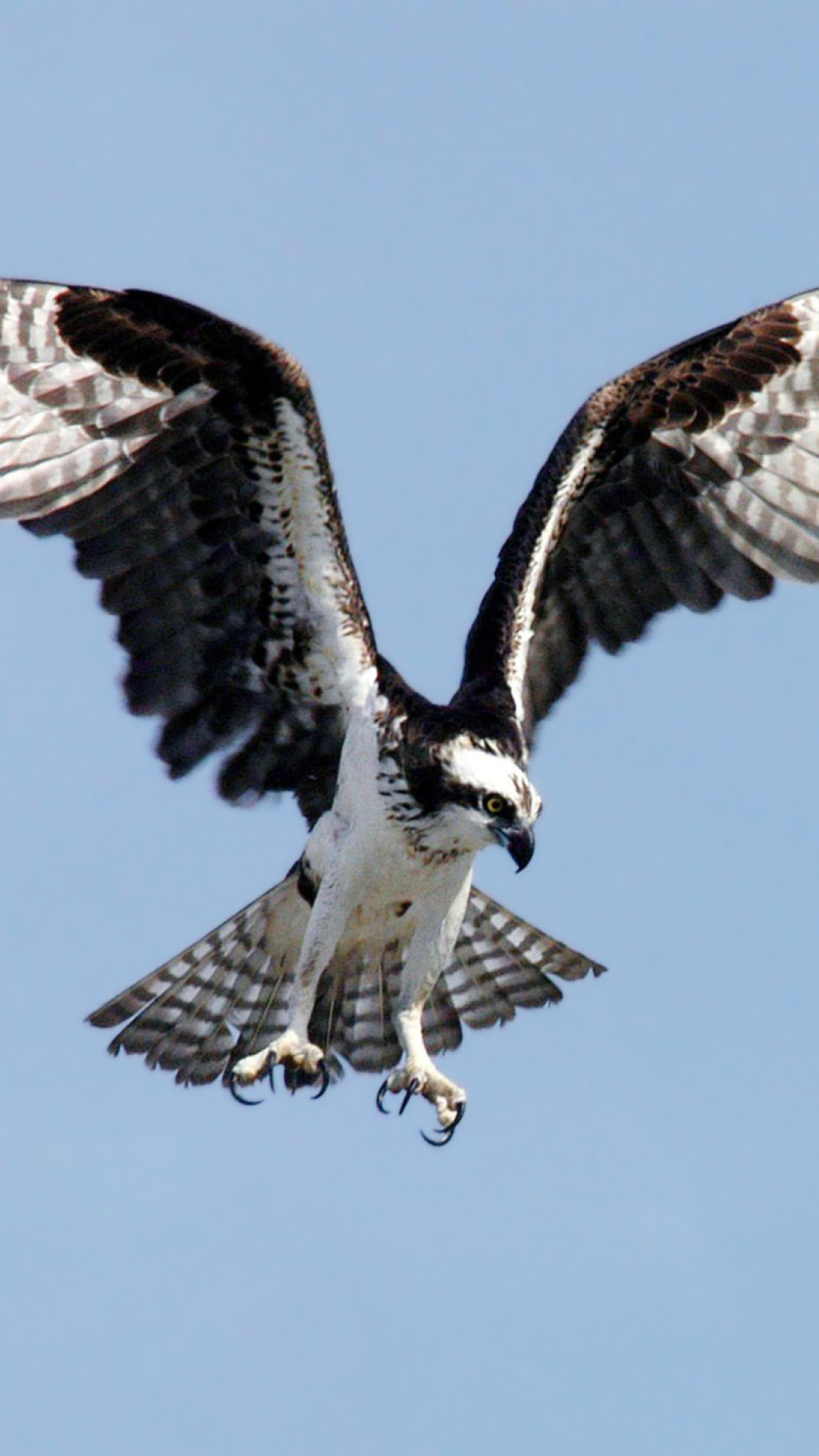 Osprey NASA screenshot #1 1080x1920