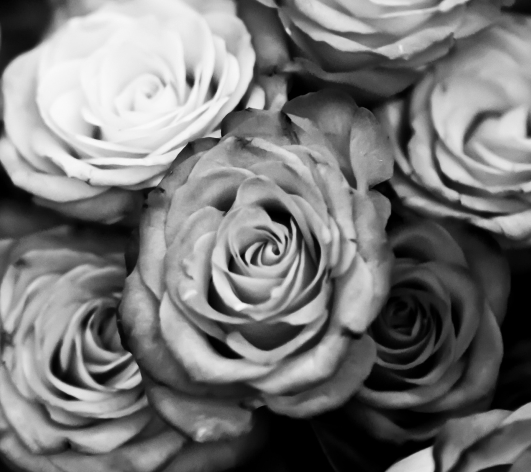 Fondo de pantalla Roses Black And White 1080x960