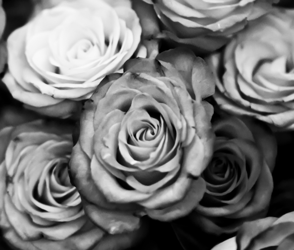 Roses Black And White screenshot #1 1200x1024