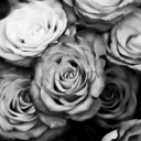 Fondo de pantalla Roses Black And White 128x128