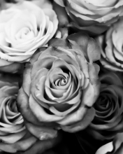 Das Roses Black And White Wallpaper 176x220