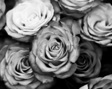 Fondo de pantalla Roses Black And White 220x176