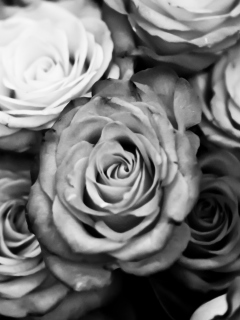 Das Roses Black And White Wallpaper 240x320