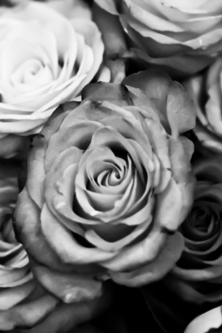 Fondo de pantalla Roses Black And White 320x480