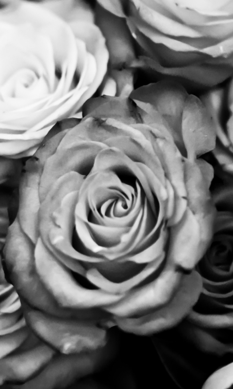 Roses Black And White wallpaper 480x800
