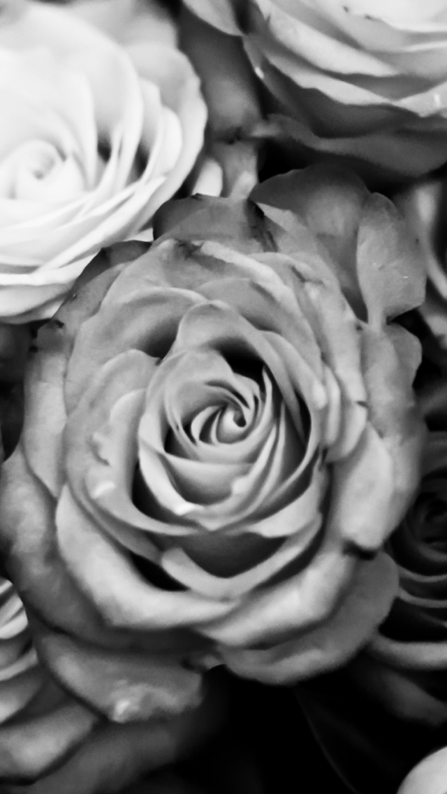 Roses Black And White screenshot #1 640x1136
