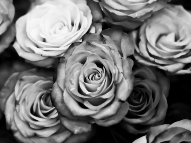Fondo de pantalla Roses Black And White 640x480