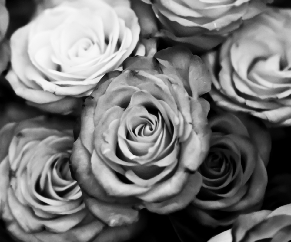 Fondo de pantalla Roses Black And White 960x800