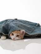 Little Kitten Inside Denim Shorts wallpaper 132x176