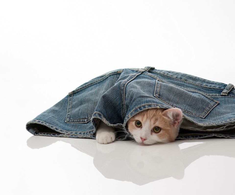 Fondo de pantalla Little Kitten Inside Denim Shorts 960x800