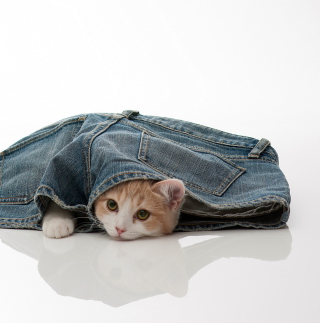 Little Kitten Inside Denim Shorts - Obrázkek zdarma pro 2048x2048