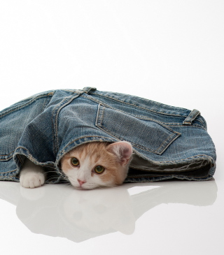 Little Kitten Inside Denim Shorts sfondi gratuiti per Nokia 5800 XpressMusic