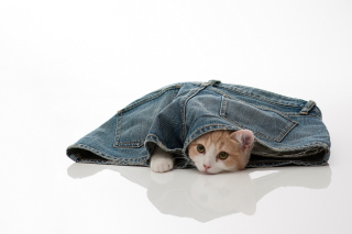 Little Kitten Inside Denim Shorts - Obrázkek zdarma 