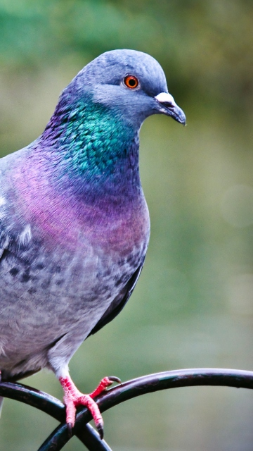 Fondo de pantalla Pigeon 360x640