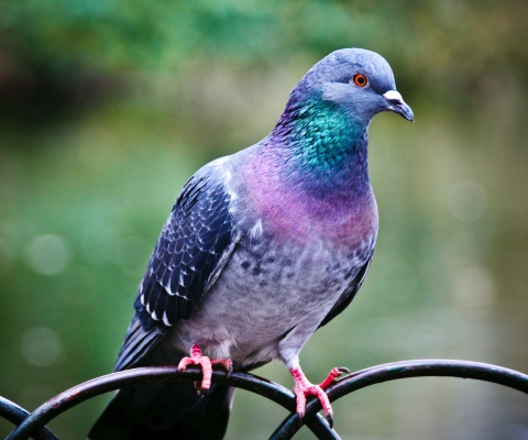 Das Pigeon Wallpaper 480x400