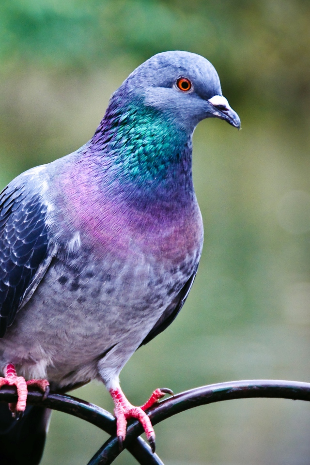 Das Pigeon Wallpaper 640x960