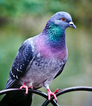 Pigeon - Fondos de pantalla gratis para iPhone 4S