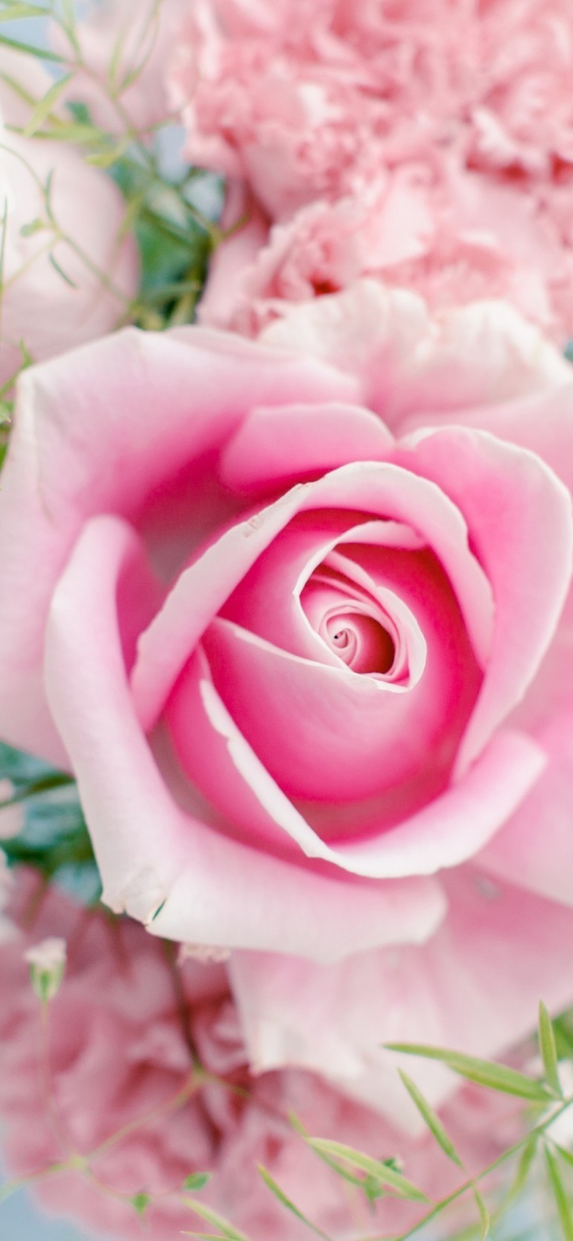 Fondo de pantalla Beautiful Pink Rose 1170x2532