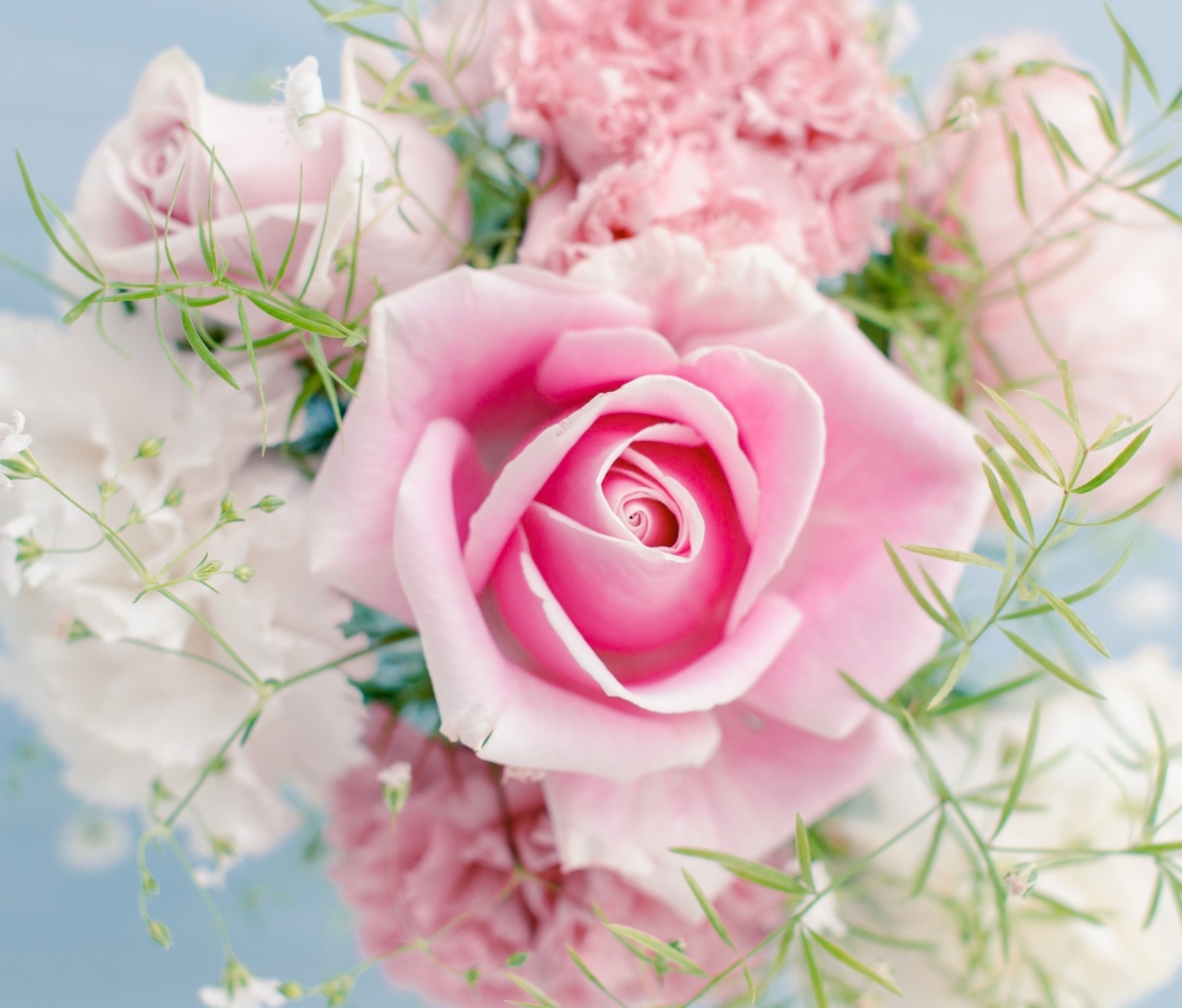 Обои Beautiful Pink Rose 1200x1024