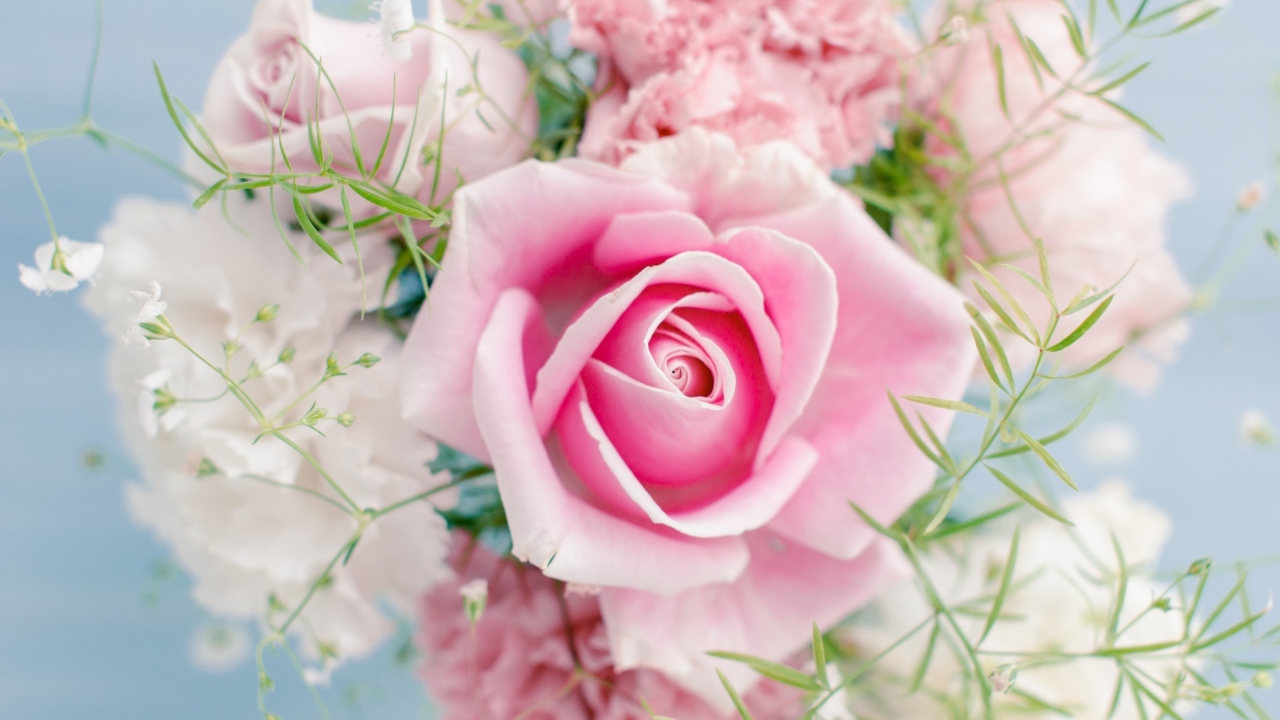 Das Beautiful Pink Rose Wallpaper 1280x720
