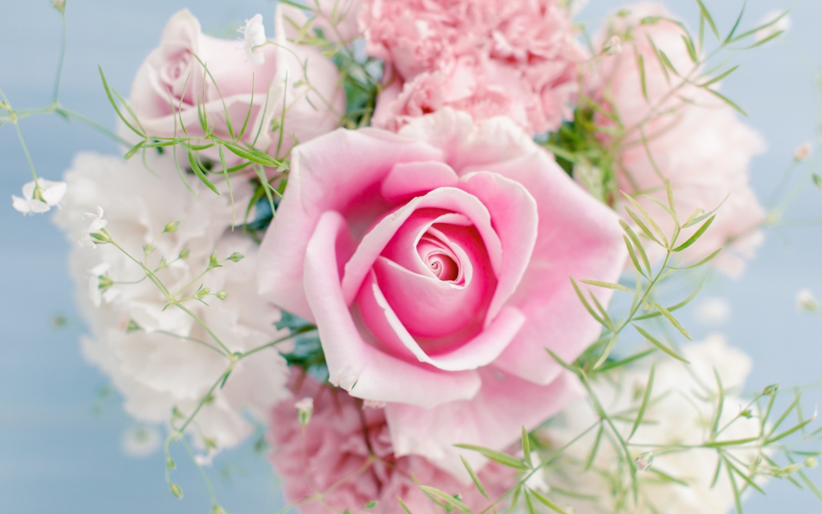 Обои Beautiful Pink Rose 1680x1050