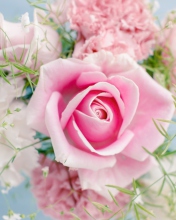 Обои Beautiful Pink Rose 176x220