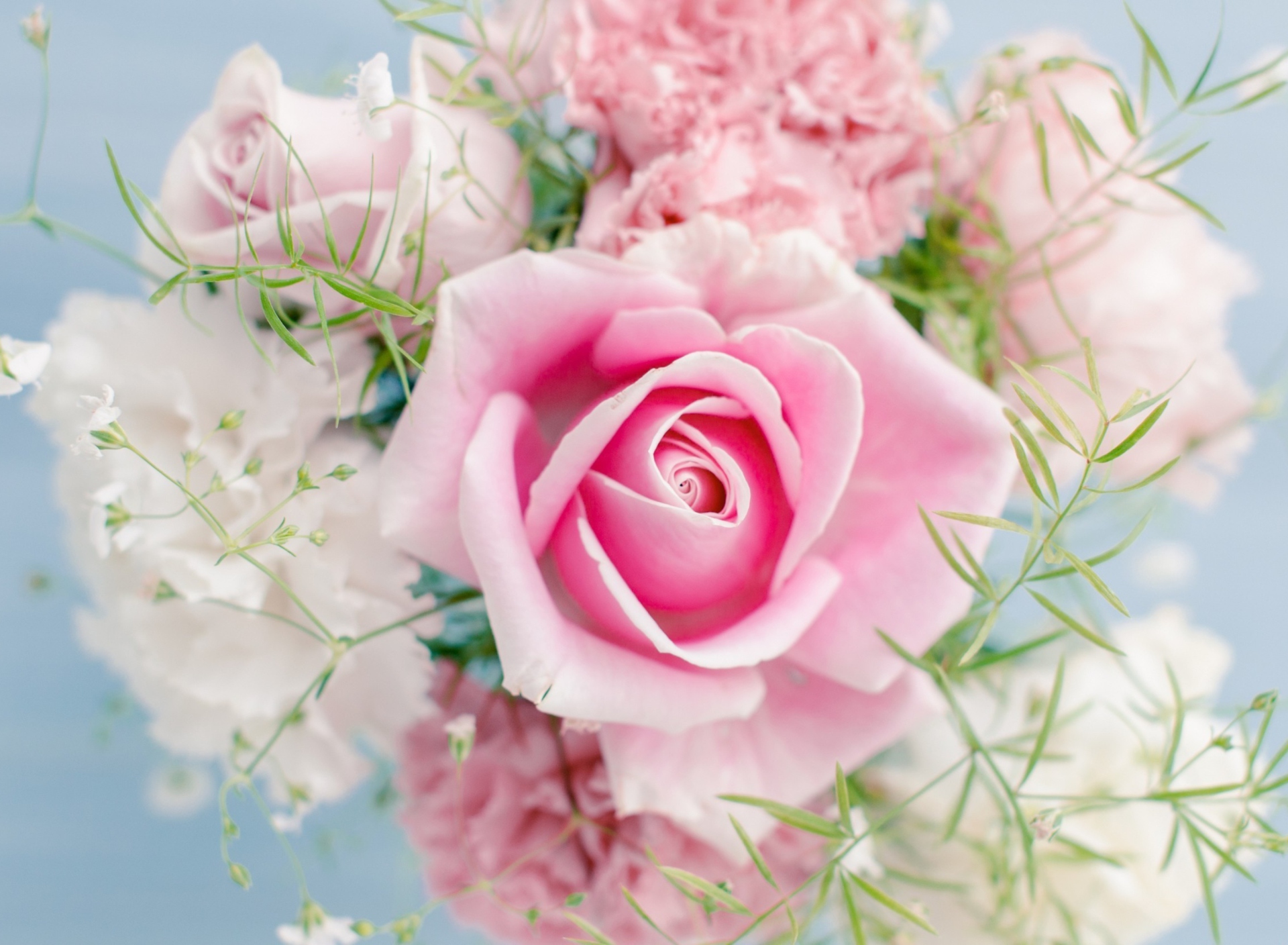 Fondo de pantalla Beautiful Pink Rose 1920x1408