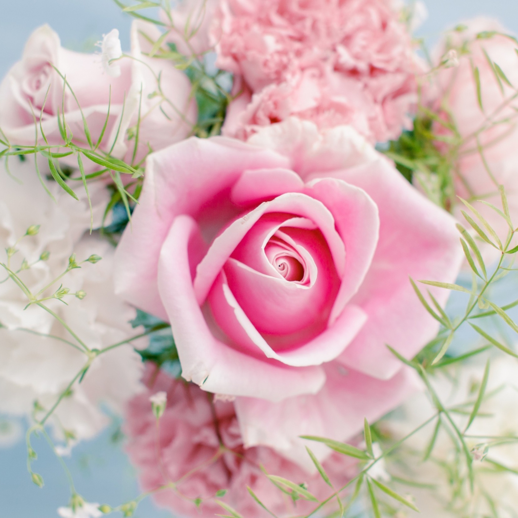 Das Beautiful Pink Rose Wallpaper 2048x2048