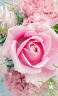 Das Beautiful Pink Rose Wallpaper 240x400