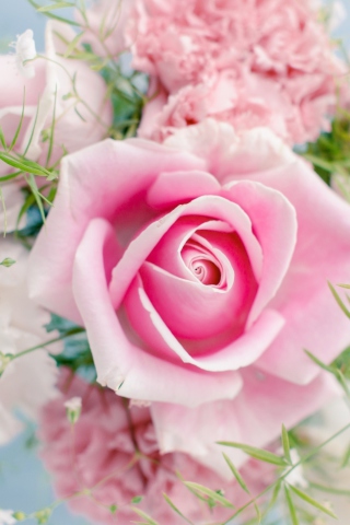 Beautiful Pink Rose wallpaper 320x480
