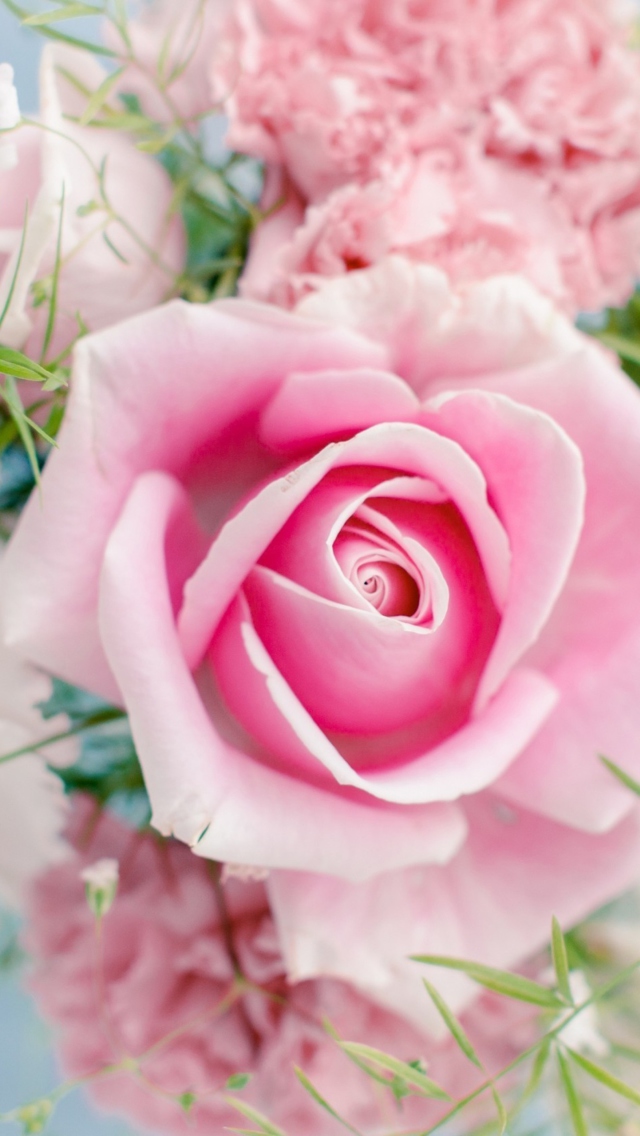 Sfondi Beautiful Pink Rose 640x1136