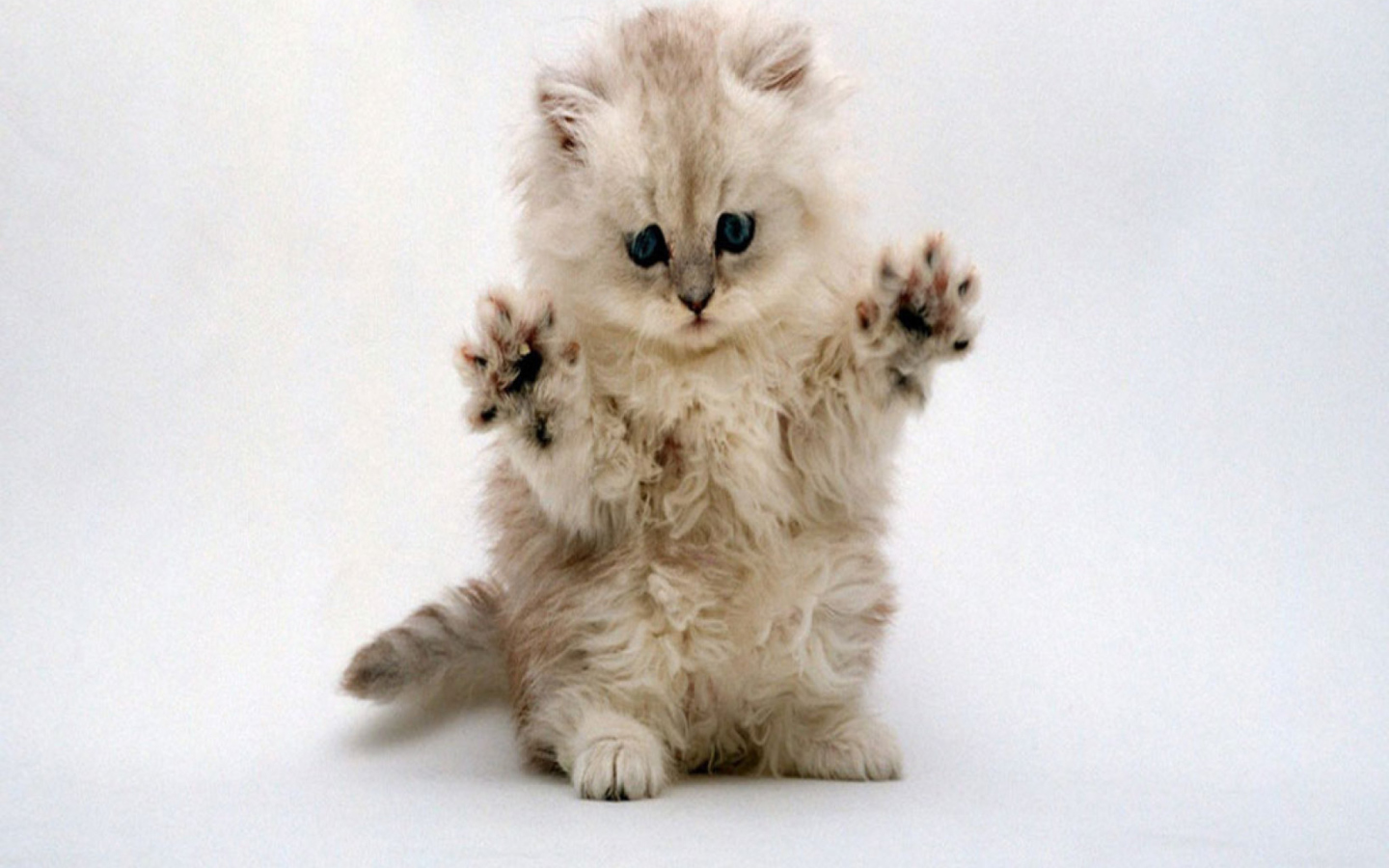 Sfondi Cute Kitty 1440x900