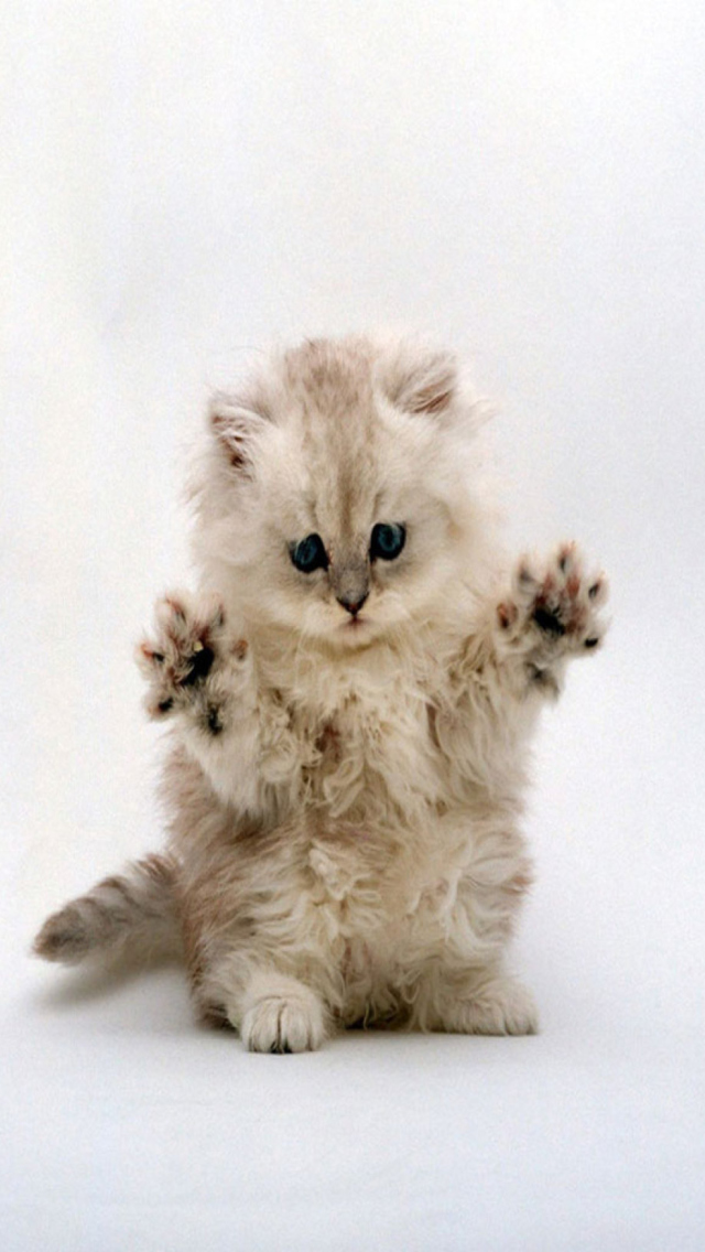 Cute Kitty wallpaper 640x1136