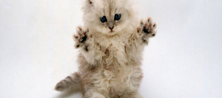 Cute Kitty wallpaper 720x320