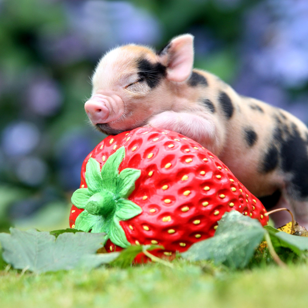 Fondo de pantalla Pig and Strawberry 1024x1024