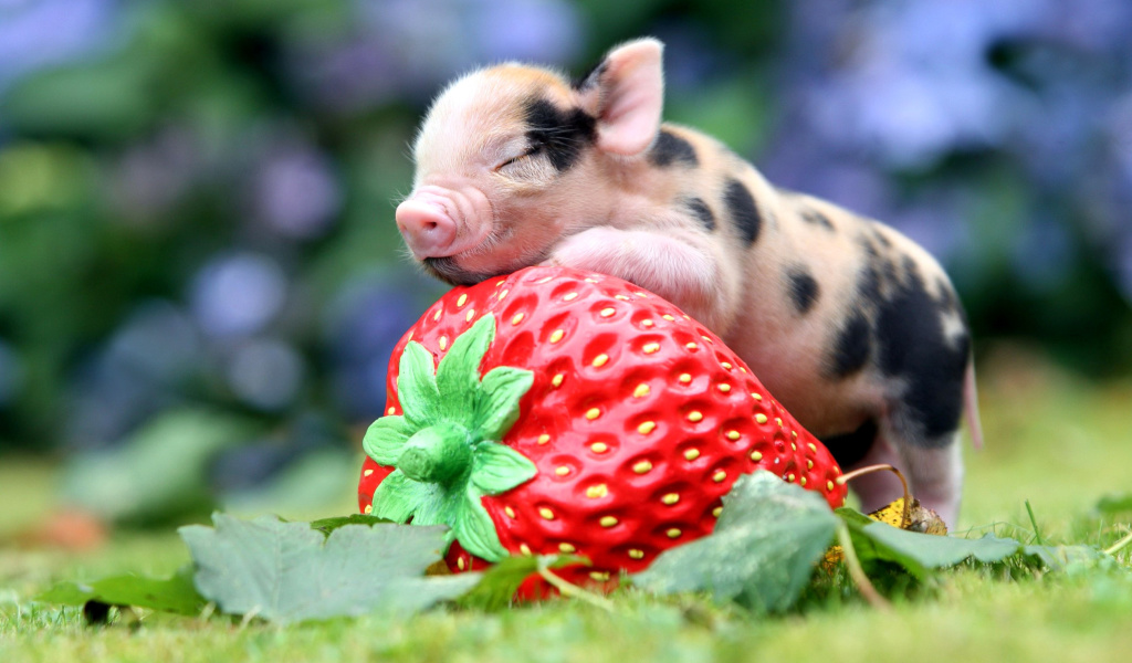 Pig and Strawberry screenshot #1 1024x600