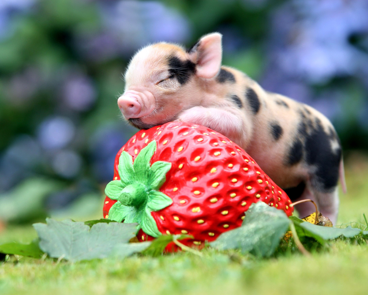 Обои Pig and Strawberry 1280x1024