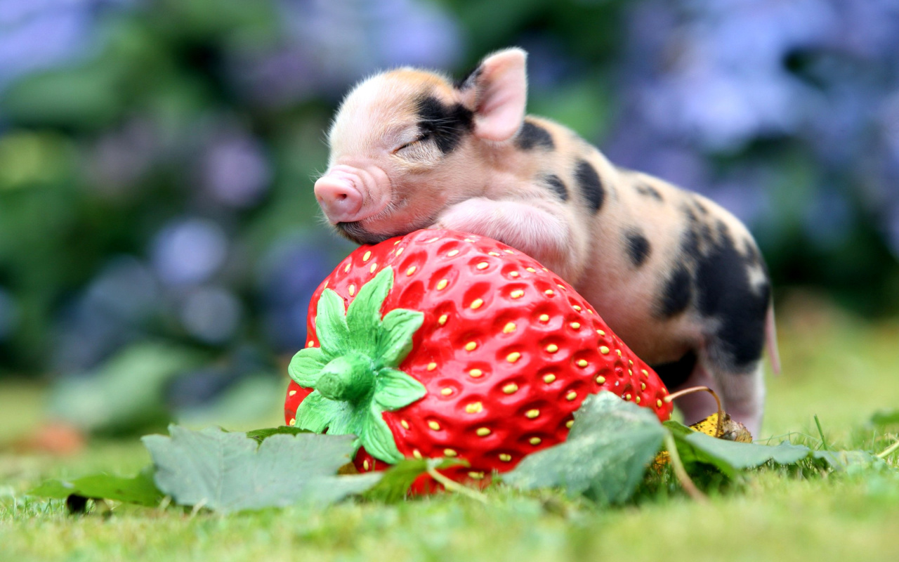 Обои Pig and Strawberry 1280x800