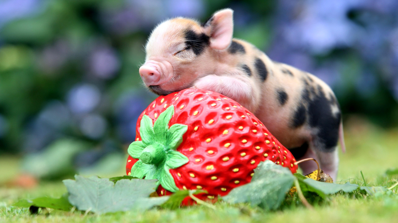 Fondo de pantalla Pig and Strawberry 1366x768