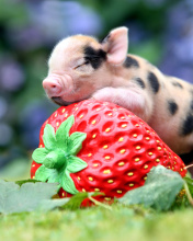 Обои Pig and Strawberry 176x220