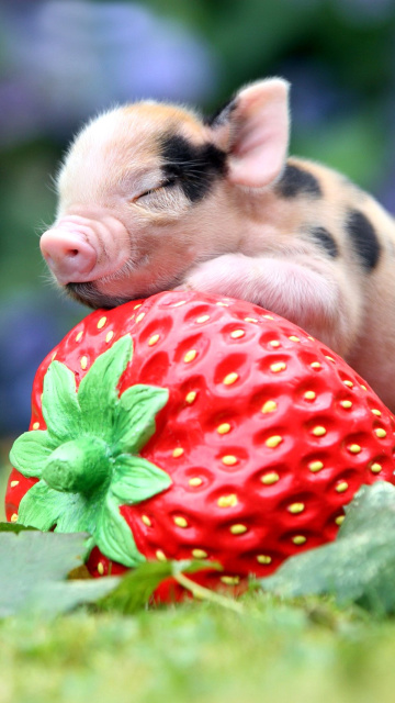 Das Pig and Strawberry Wallpaper 360x640