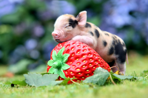 Fondo de pantalla Pig and Strawberry 480x320