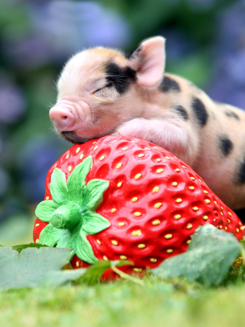 Pig and Strawberry wallpaper 480x640