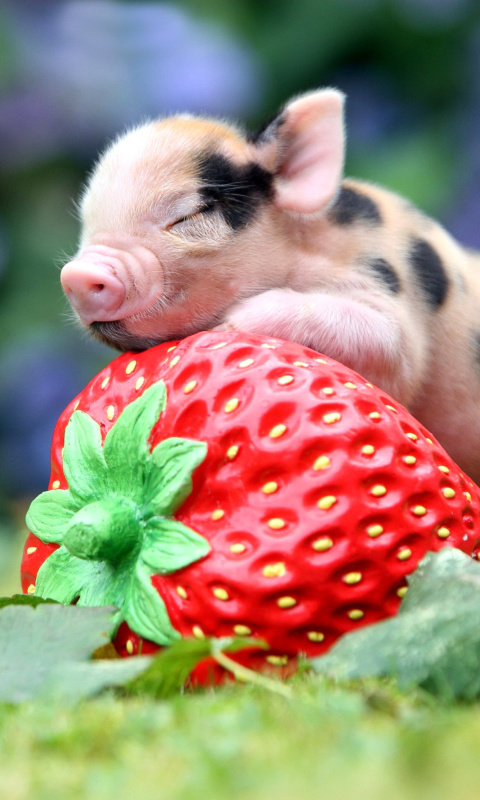 Обои Pig and Strawberry 480x800