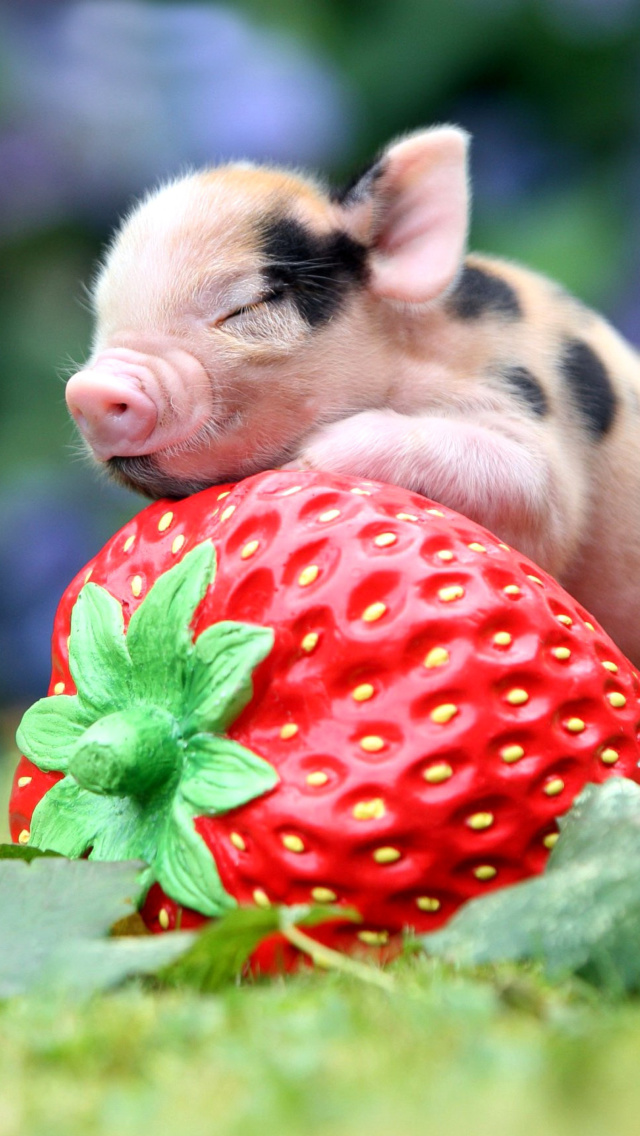 Обои Pig and Strawberry 640x1136